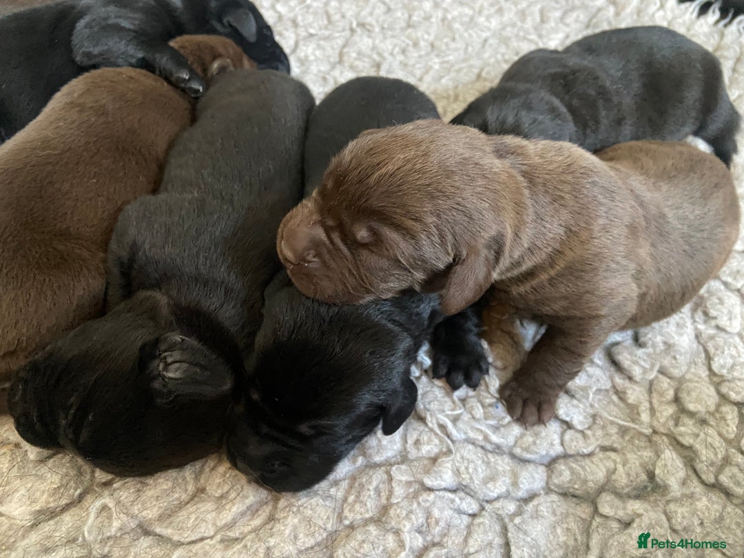 Labrador Retriever dogs for sale: KC registered Labrador pups ready October  - Image 16