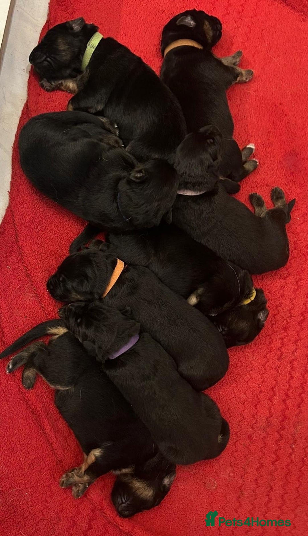 German Shepherd dogs for sale: German shepard puppys - Advert 3