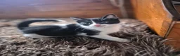 Mixed Breed cats for sale: 3 little girls in Nottingham - Advert 6