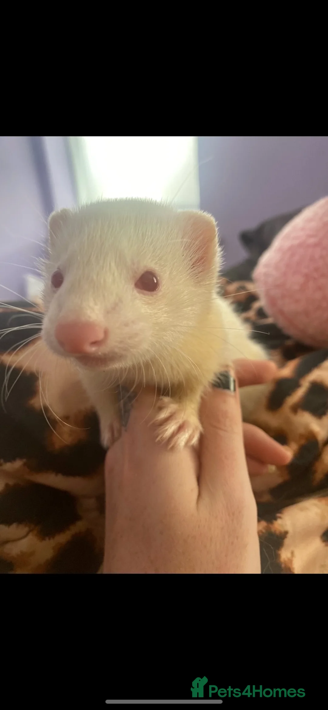 Ferret rodents for sale: Jill ferrets  in Bootle - Advert 6