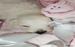 Miniature Poodle dogs for sale: Miniature poodle  - Image 14