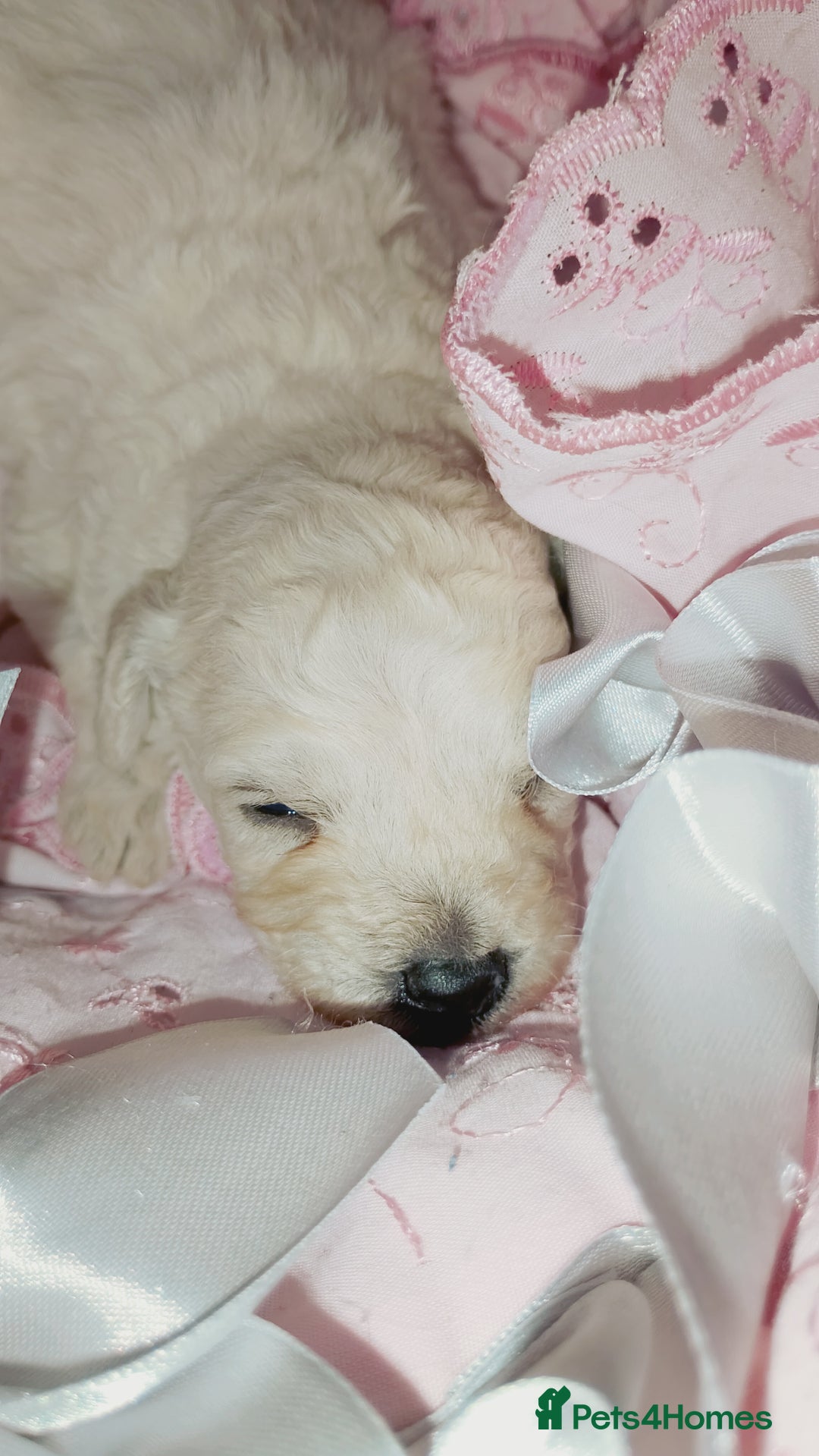 Miniature Poodle dogs for sale: Miniature poodle  - Image 14
