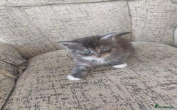 Maine Coon cats for sale: 5 Maincoon cross domestic kittens - Image 6