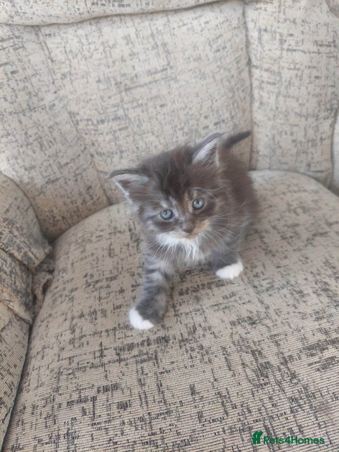Maine Coon cats for sale: 5 Maincoon cross domestic kittens - Image 6