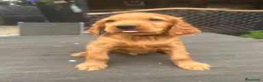 Mixed Breed 5
