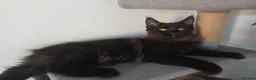 Maine Coon cats for sale: Maine coon kittens(pure breed) - Advert 4