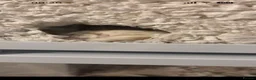 Hamster rodents for sale: Robo hamster  - Advert 3