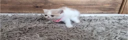Persian cats for sale: 🐾 Beautiful Persian Kittens 🐾 - Advert 6
