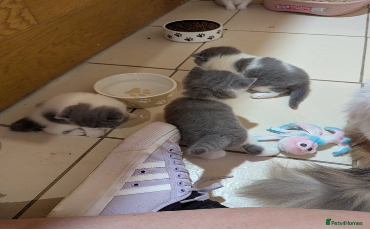 British Shorthair cats - Advert 10