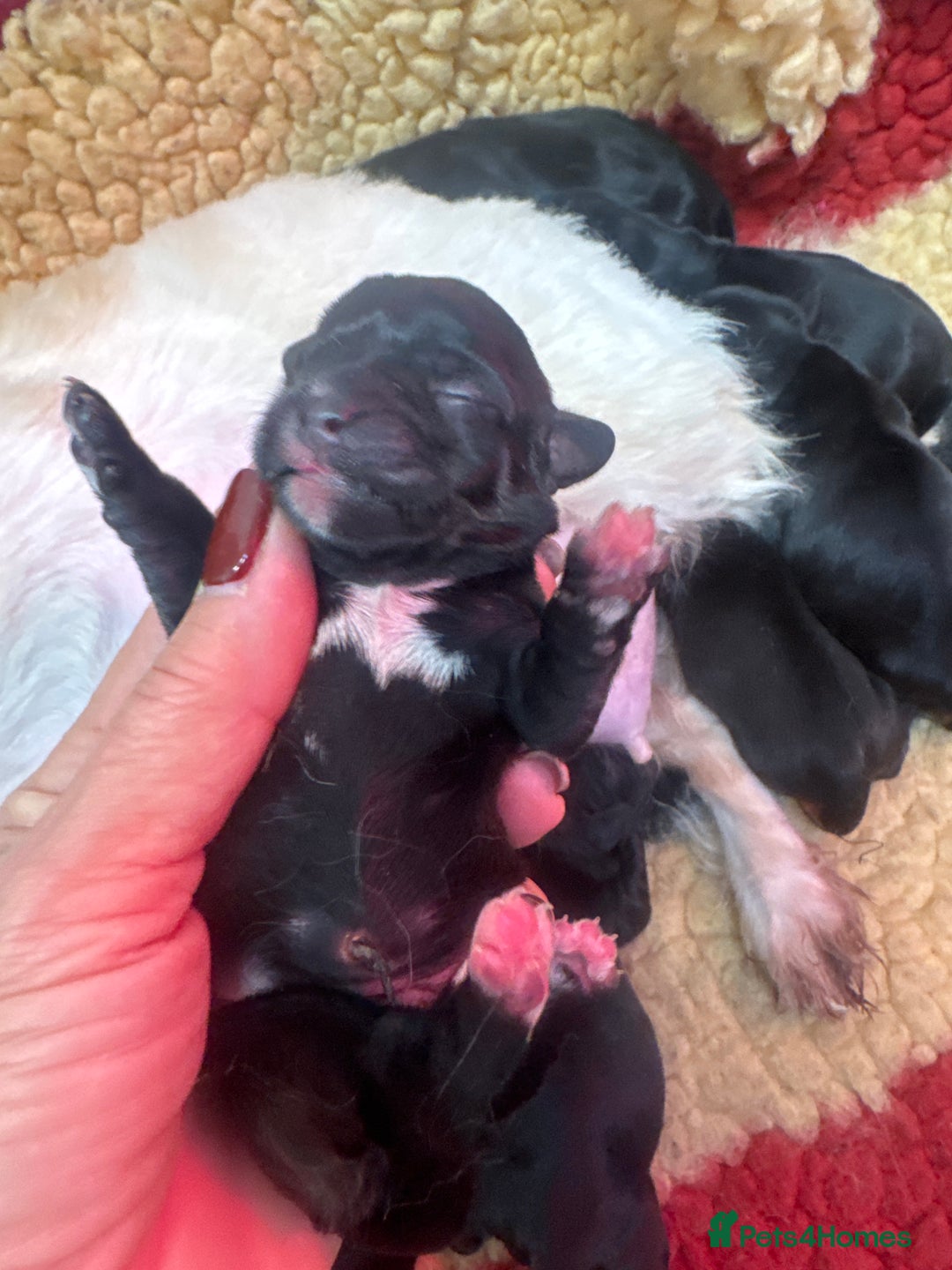 Mixed Breed dogs for sale: Schweenies  - Advert 13