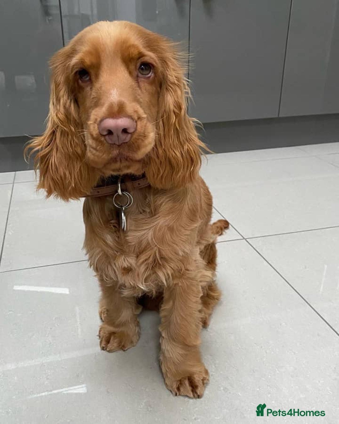 Cocker Spaniel dogs for sale: Cocker Spanie Looking for a Loving Home - Advert 2