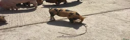 Pig livestock for sale: Kune kune piglets for sale  - Advert 3