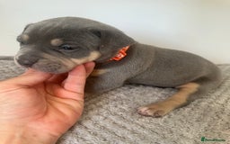 American Bully dogs for sale: Pocket Bullies ( not banned breed) - Image 3
