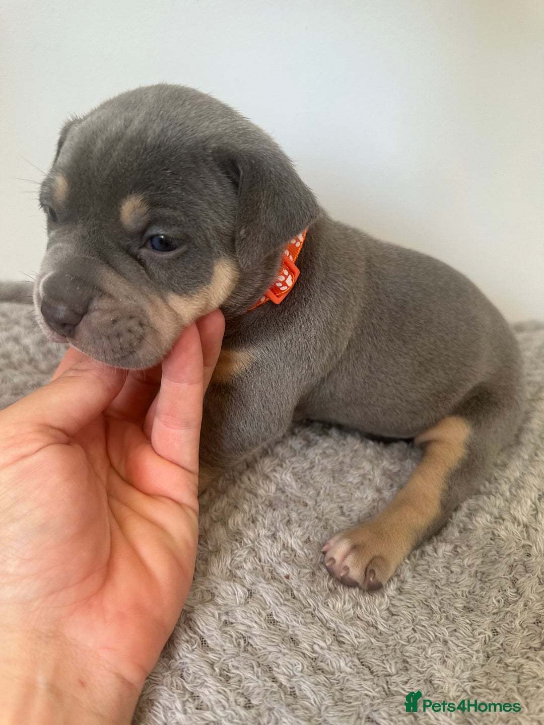 American Bully dogs for sale: Pocket Bullies ( not banned breed) - Image 3