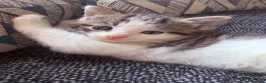 Maine Coon 2