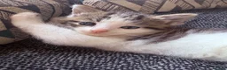 Maine Coon cats for sale: Maine Coon Cross Kittens - Advert 24