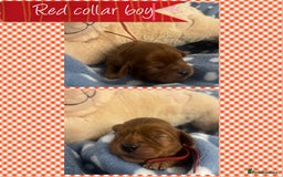 Cavalier King Charles Spaniel dogs for sale: 🧡Beautiful litter of Ruby Cavaliers🧡 - Advert 3