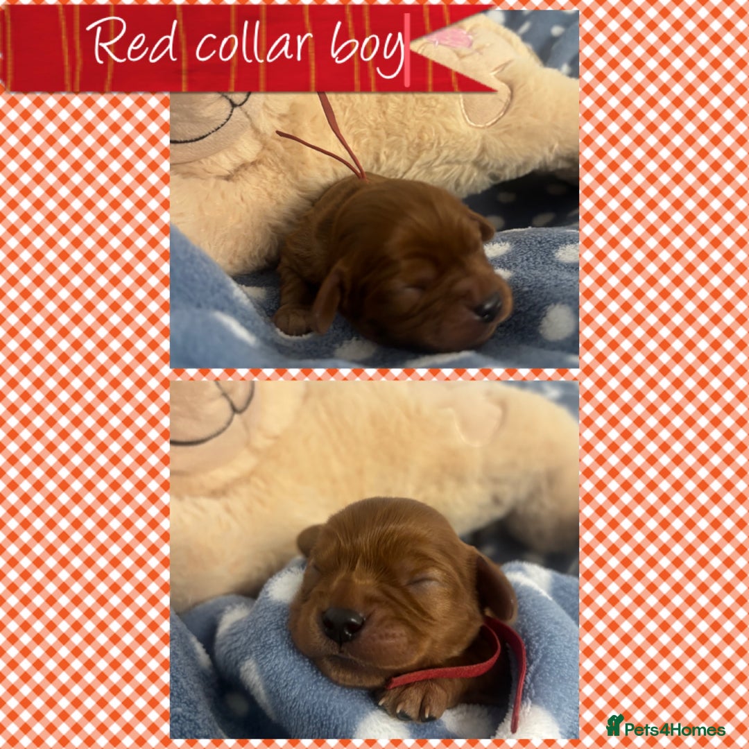 Cavalier King Charles Spaniel dogs for sale: 🧡Beautiful litter of Ruby Cavaliers🧡 - Advert 3