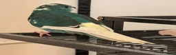 Parrots birds for sale: Bonded pair of kakarikis male and female  - Advert 11