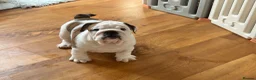 English Bulldog dogs for sale: Beautiful KC Reg Bulldog Puppies - Advert 2