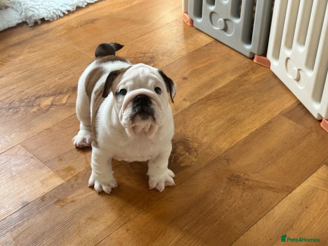 English Bulldog dogs for sale: Beautiful KC Reg Bulldog Puppies - Advert 2