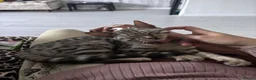 Bengal cats for sale: Silver female bengal  - Advert 3