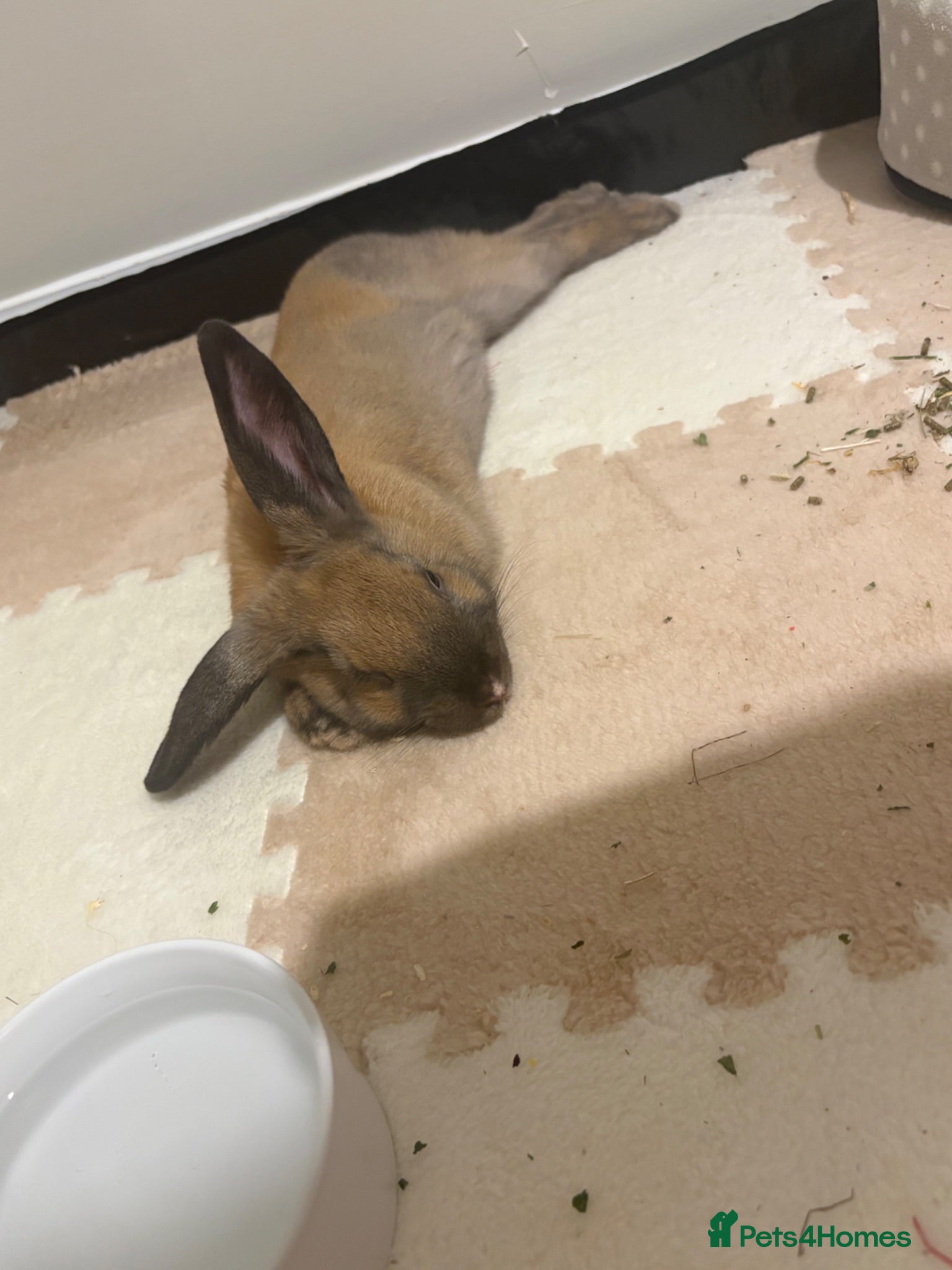 Mixed Breed rabbits Rehome bunny  - Advert 4