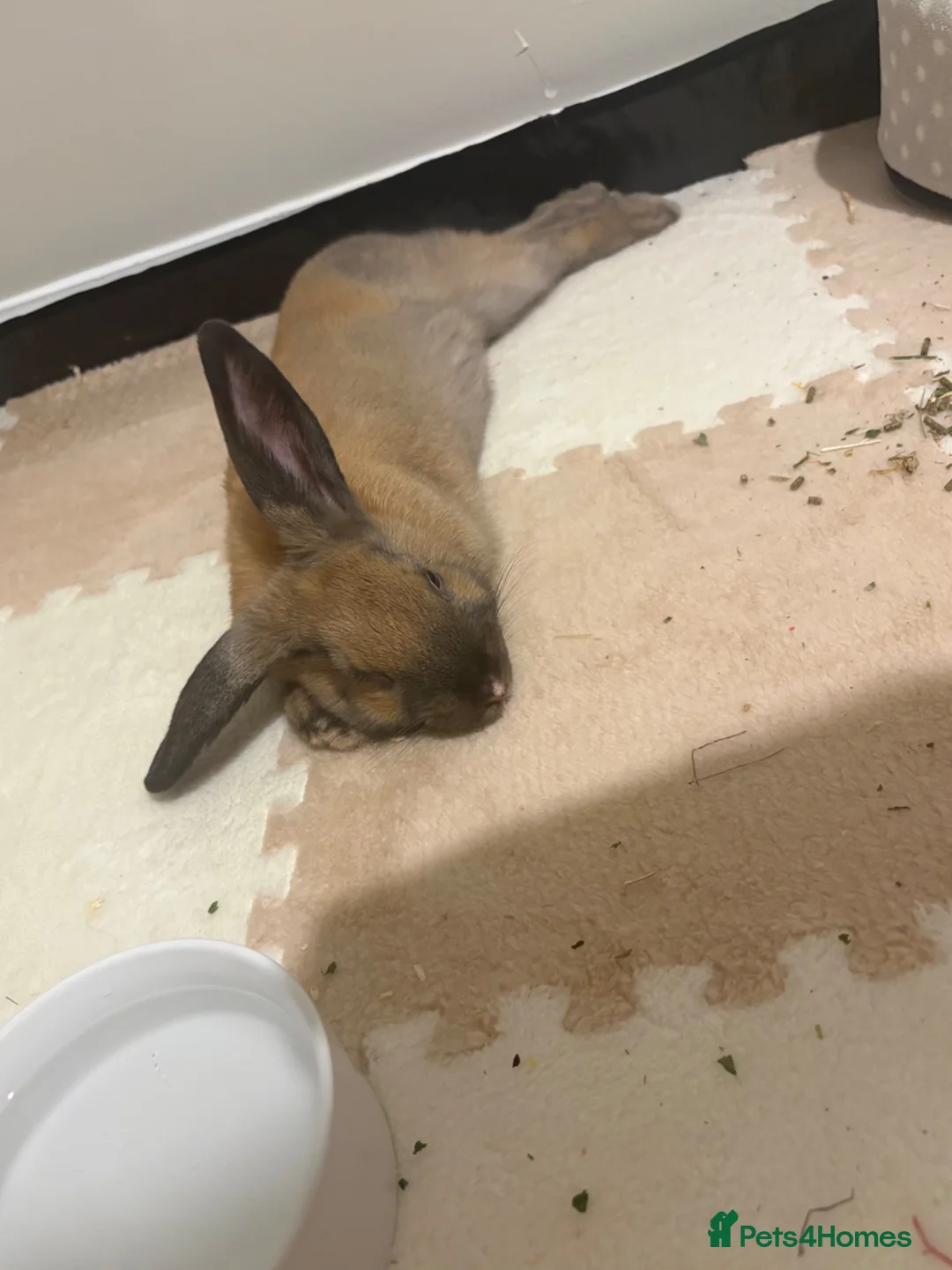 Mixed Breed rabbits for sale: Rehome bunny  in Watford - Advert 1