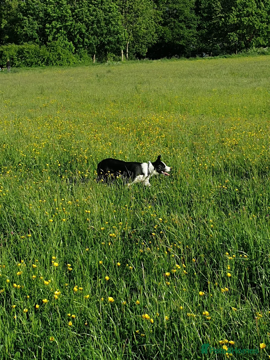 Border Collie dogs for stud: Milo for stud (PROVEN) in Chesterfield - Advert 3