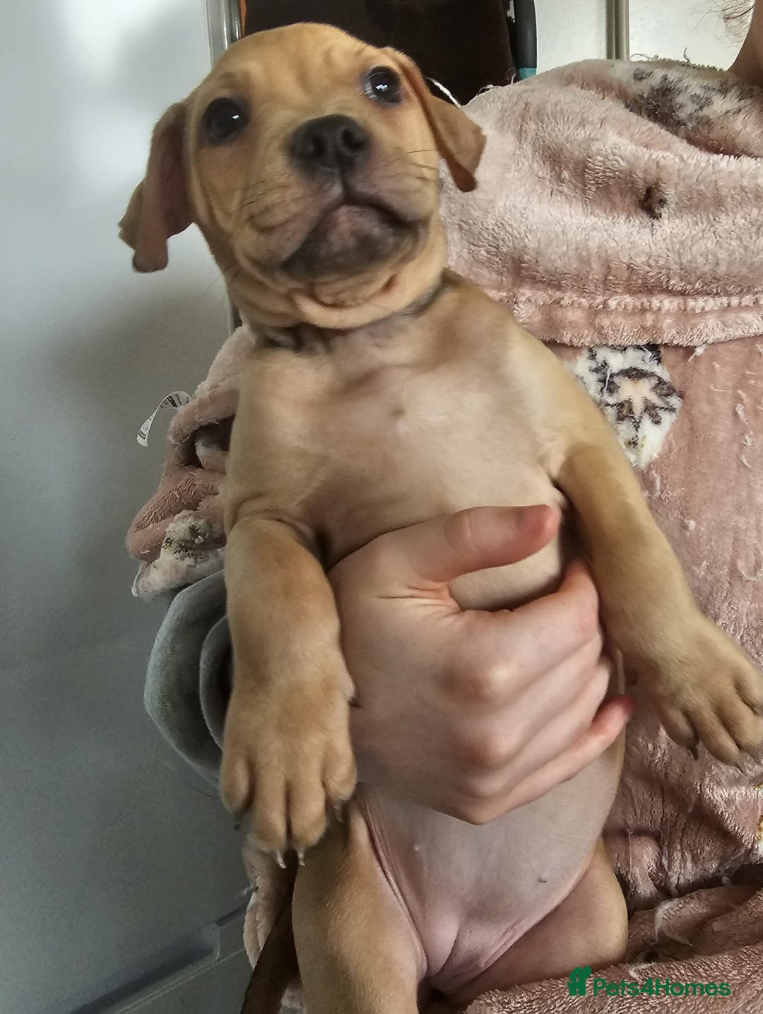 Mixed Breed dogs for sale: Bullmastiff cross pocket bully - Advert 10