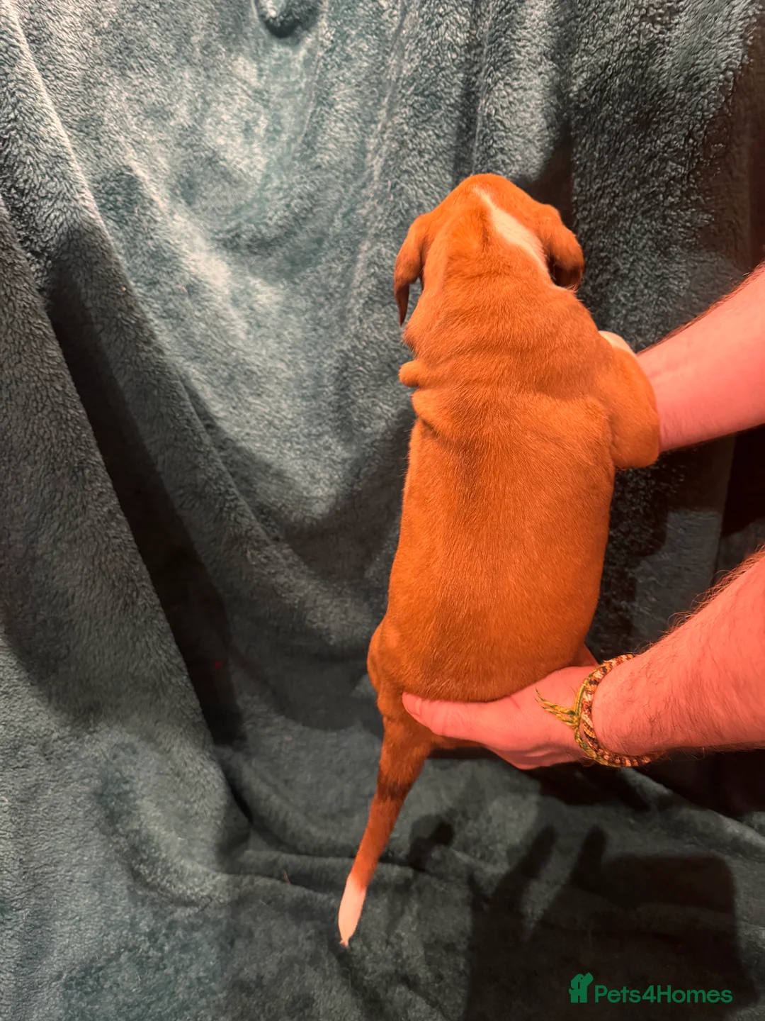 Boxer dogs for sale: Boxer puppies - Advert 9