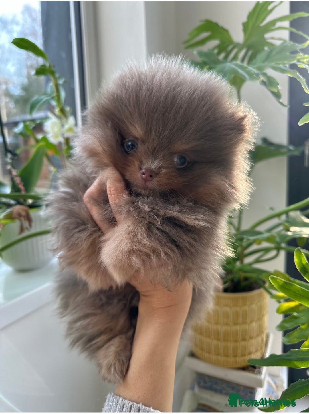 Pomeranian dogs for stud: 1.6kgPuppysize teddybear lilac and tan Pomeranian  - Advert 4