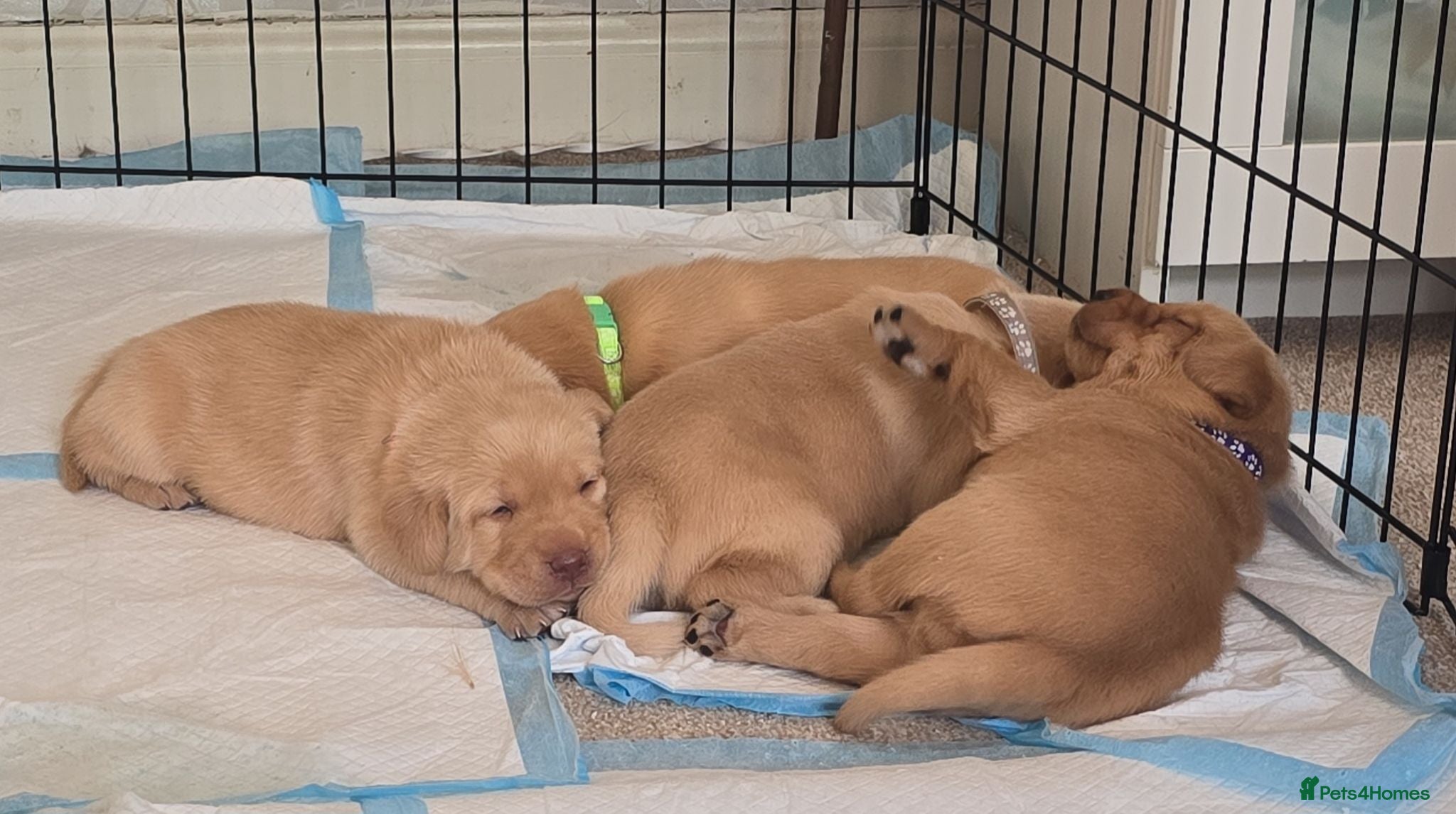 Labrador Retriever dogs Fox red labrador puppies for sale - Advert 1