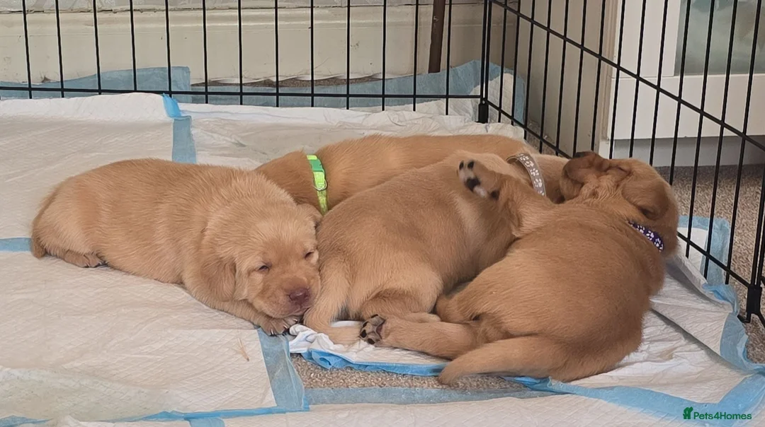 Labrador Retriever dogs for sale: Fox red labrador puppies for sale - Advert 1