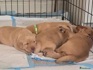 Labrador Retriever dogs Fox red labrador puppies for sale - Advert 1