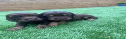 Cocker Spaniel dogs for sale: Working cocker spaniel pups  in Stockton-on-Tees - Advert 9