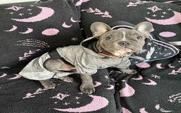 French Bulldog dogs for sale: French bull dog  - Image 1