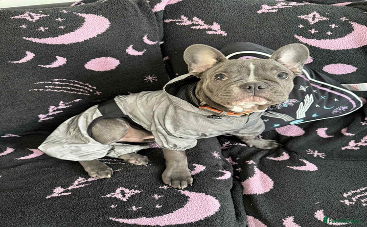 French Bulldog dogs - Advert 7