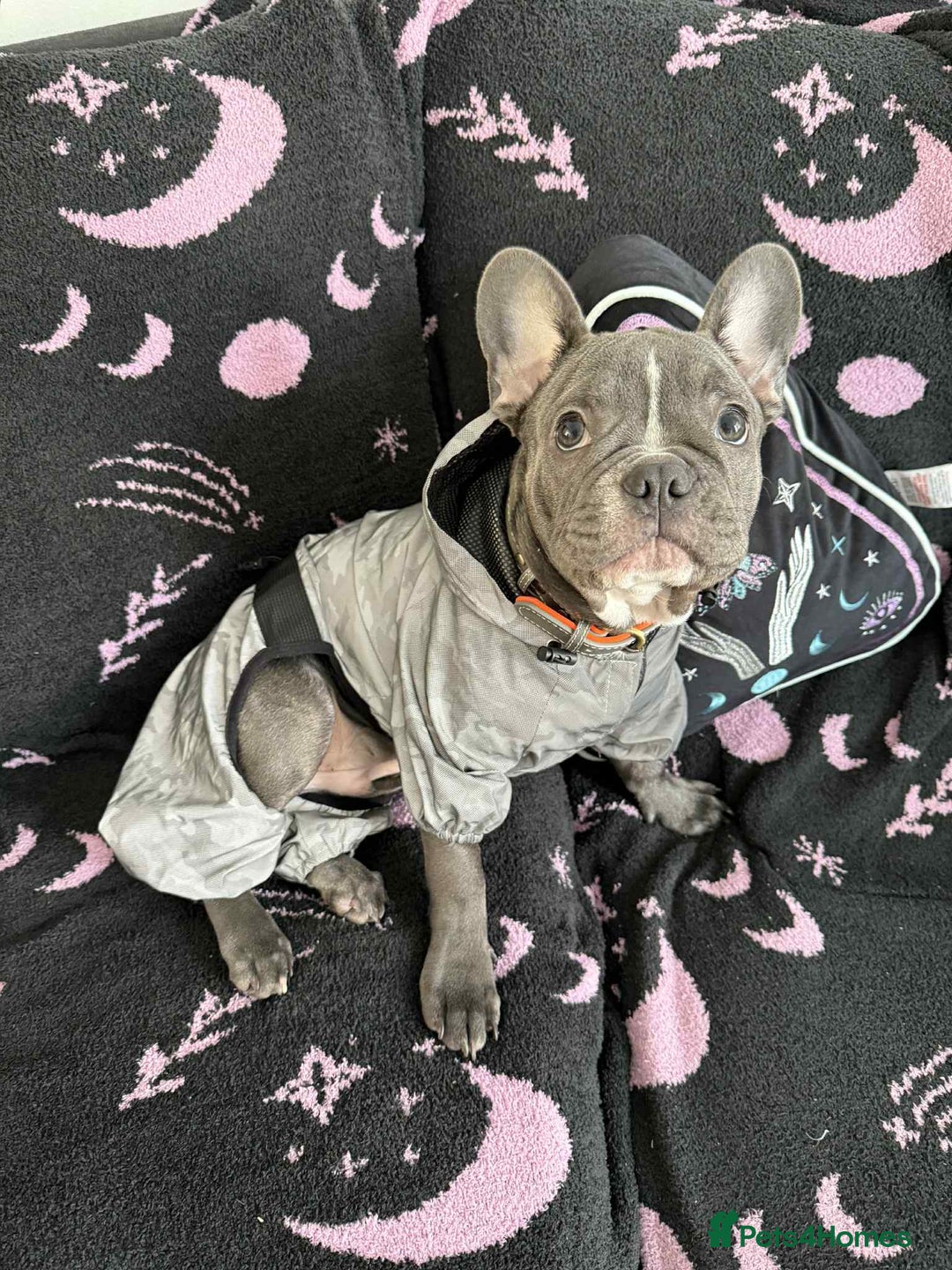 French Bulldog dogs for sale: French bull dog  - Image 1