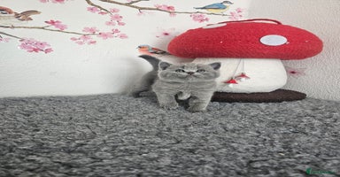 British Shorthair cats - Advert 4