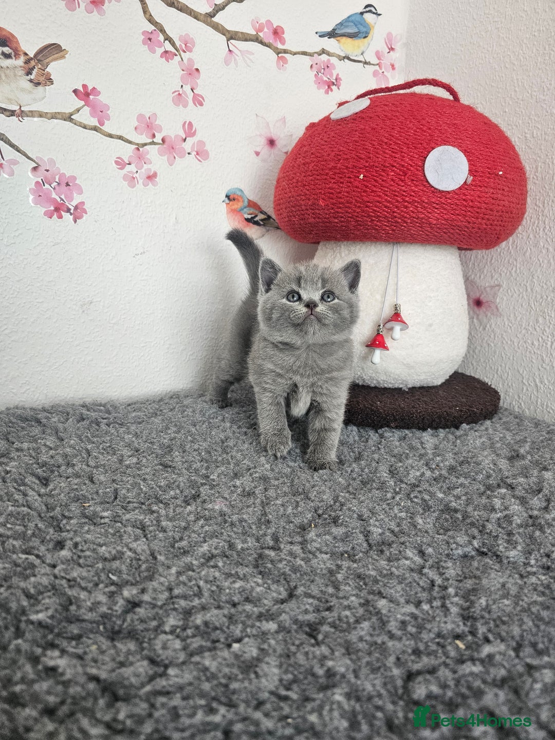 British Shorthair cats for sale: British Shorthair kittens  - Image 11