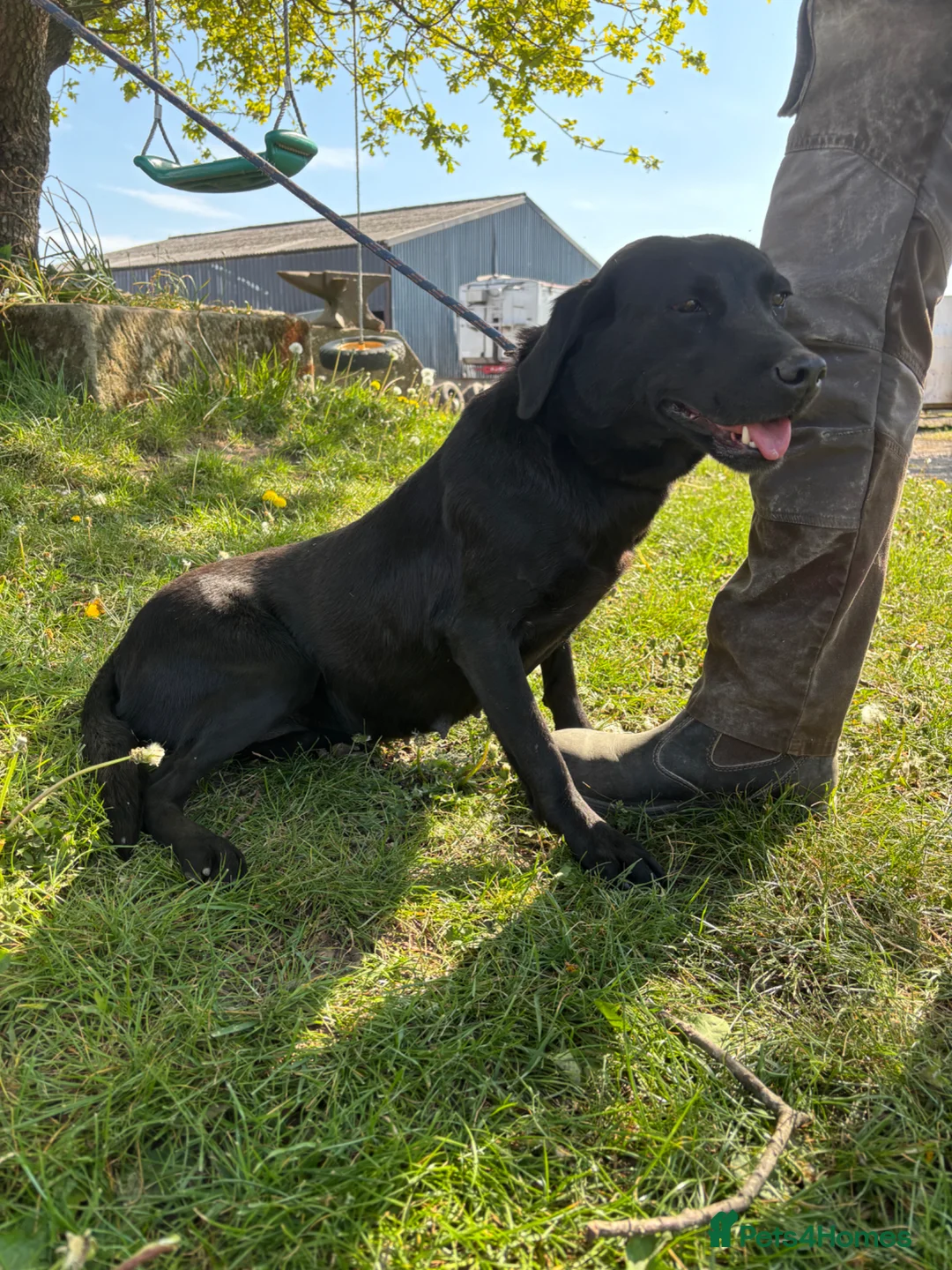 Labrador Retriever dogs for sale: Beautiful Black Labrador - Advert 2