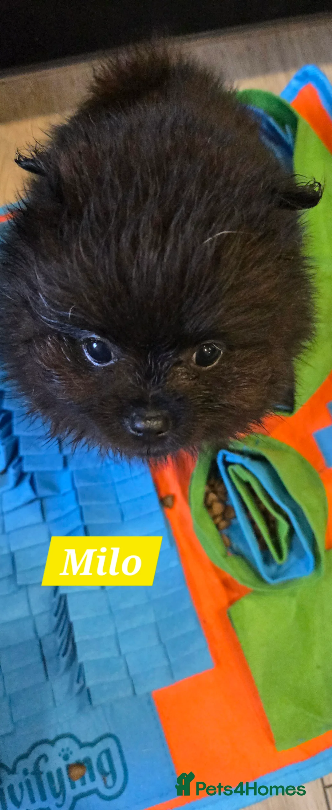 Pomeranian dogs for sale: Pretty Pomeranians  - Advert 6