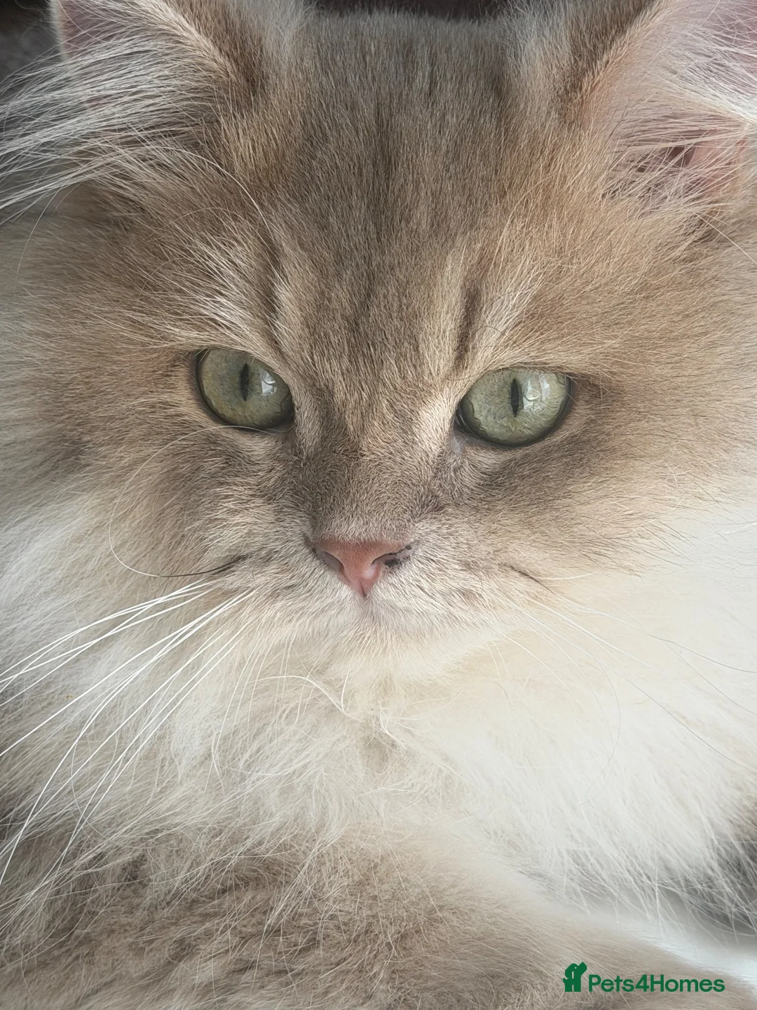British Longhair cats for sale: Beautiful Golden British Shorthair Boy – Neutered in London - Advert 2