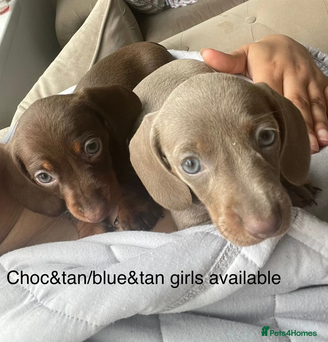 Miniature Dachshund dogs for stud: STUNNING MINIATURE DACHSHUND AVAILABLE AT STUD in Grays - Advert 23