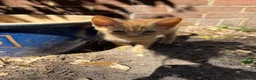 Mixed Breed cats for sale: Kittens for sale - Advert 4