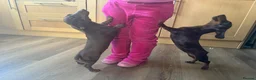 Miniature Dachshund dogs for sale: 2 miniature dachshund sisters 7 months old in Swadlincote - Advert 1