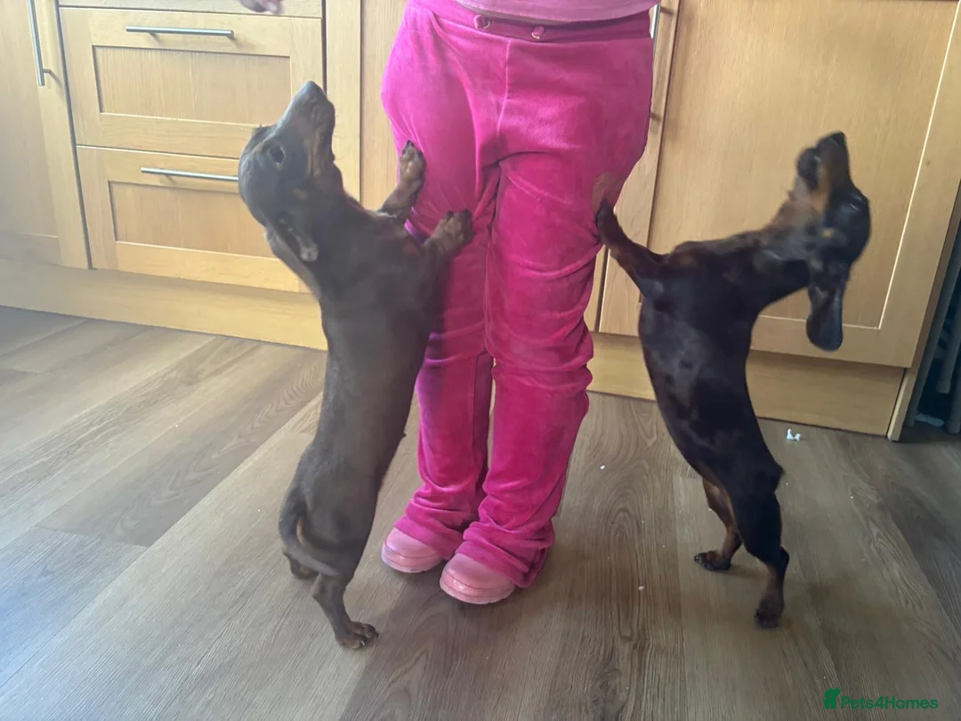 Miniature Dachshund dogs for sale: 2 miniature dachshund sisters 7 months old in Swadlincote - Advert 1