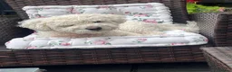 Bichon Frise dogs for sale: 2 year old male neutered bichon frise in Wrexham - Advert 13