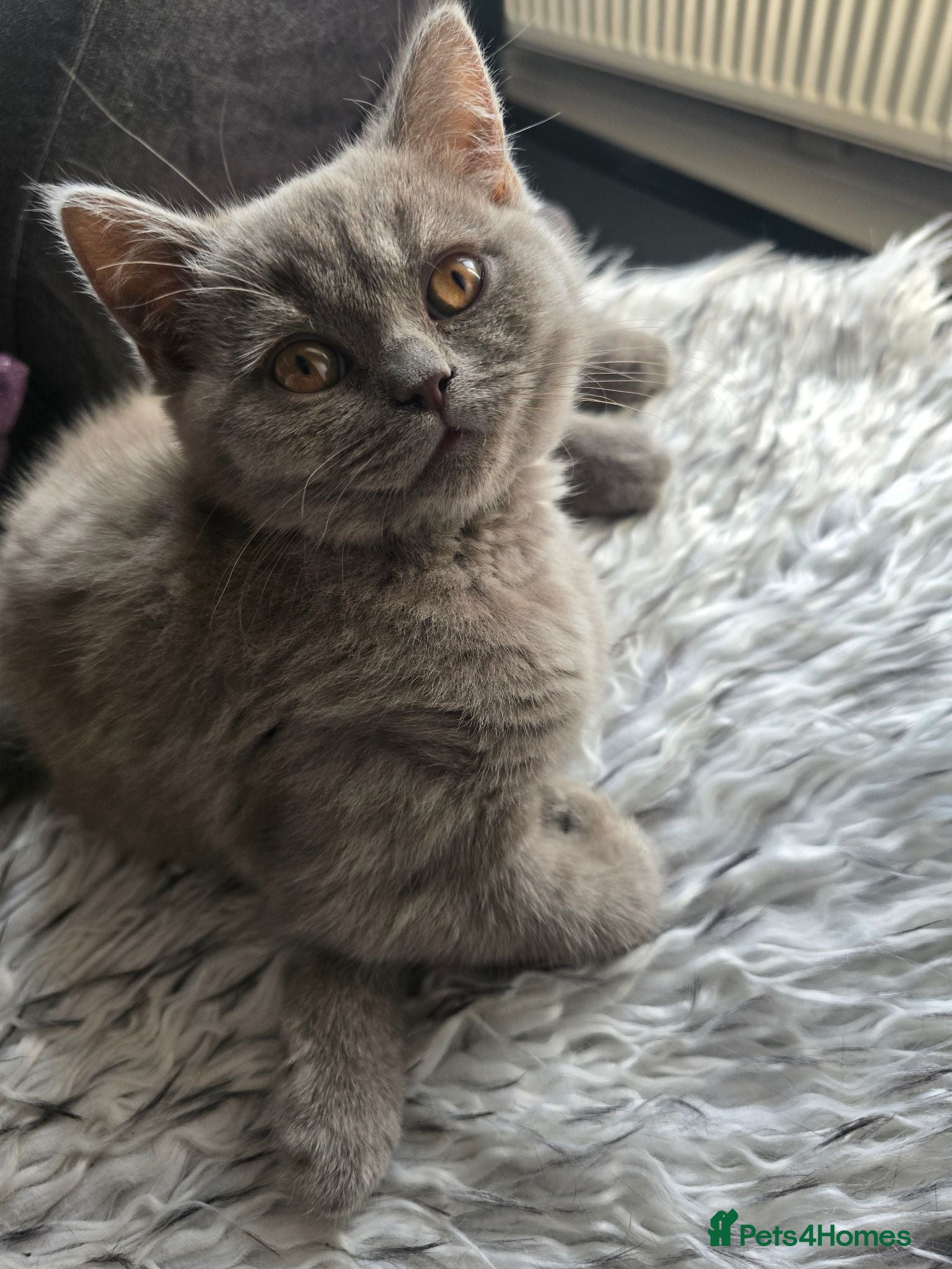 British Shorthair cats READY TO LEAVE .Last girl looking forever home 🏡  - Advert 11